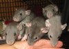 Rats-BabiesGrey-n05.jpg