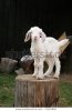 white-boer-goat-kid-standing-600w-21310909.jpg