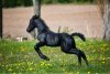 Nandhan_horse.jpg